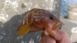 ロックフィッシュ狙い